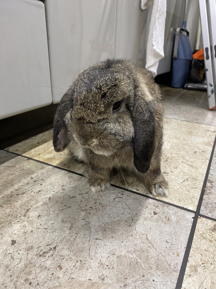 Golden_cat68's tweet photo. 知り合いの車屋の手伝いに行ったら可愛い子が居たのね
ぷんぷくりんのモッフモフ https://t.co/unxppkIf8s