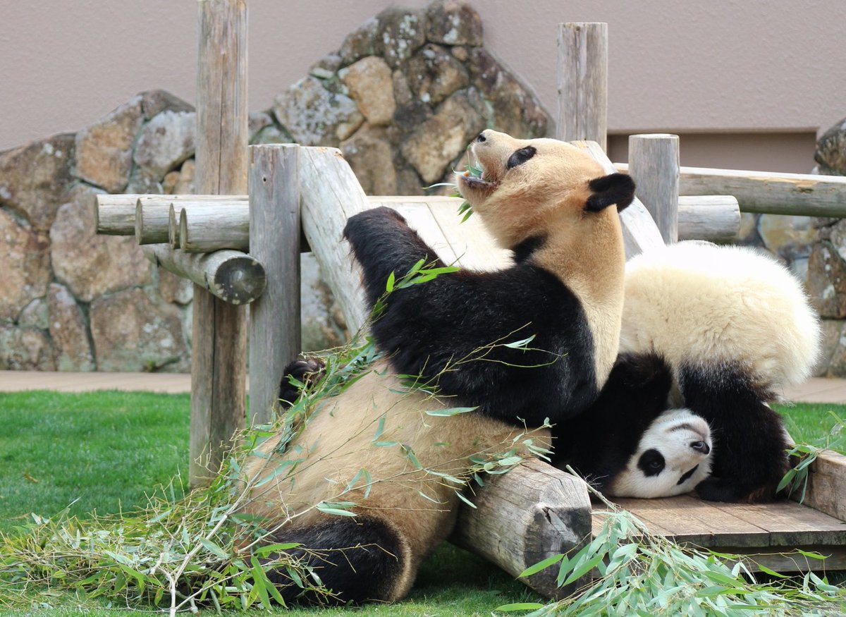 ma2panda's tweet photo. ①良浜、楓浜
②アドベンチャーワールド
2022年3月11日撮影
③良浜が大好きな楓浜！たくさんアピールしてました
#パンダイパン活エピソード
#良浜 #楓浜 #アドベンチャーワールド https://t.co/ssWTphzGmh