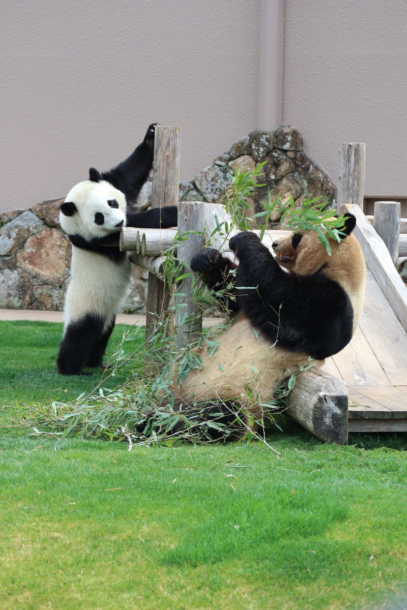 ma2panda's tweet photo. ①良浜、楓浜
②アドベンチャーワールド
2022年3月11日撮影
③良浜が大好きな楓浜！たくさんアピールしてました
#パンダイパン活エピソード
#良浜 #楓浜 #アドベンチャーワールド https://t.co/ssWTphzGmh