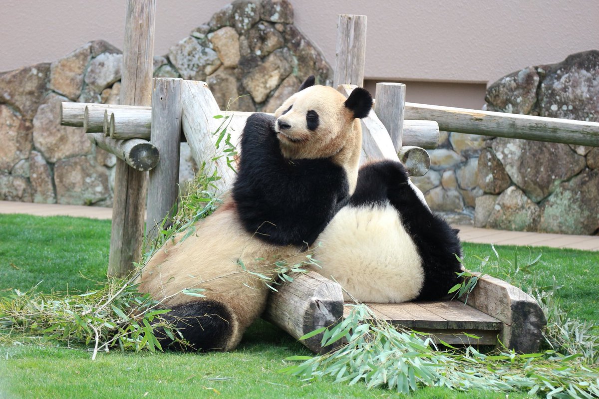ma2panda's tweet photo. ①良浜、楓浜
②アドベンチャーワールド
2022年3月11日撮影
③良浜が大好きな楓浜！たくさんアピールしてました
#パンダイパン活エピソード
#良浜 #楓浜 #アドベンチャーワールド https://t.co/ssWTphzGmh