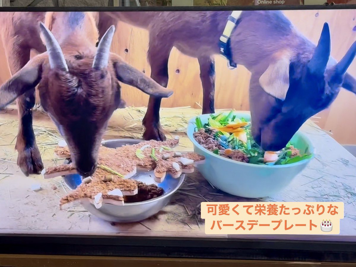 canaaa14's tweet photo. ナナ・ユウちゃんの１歳のお誕生日会🎂に行ってきました！

ナナユウファンの皆さんと、クイズや飼育員さん作の愛あふれる動画を楽しんで、とてもほっこりな時間でした🌿

最近は角もカラダもしっかりしてきたそう🥰
新獣舎でいっぱい遊んで、元気に大きくなってね〜✨
#五月山動物園 https://t.co/J5ygnf5UzQ