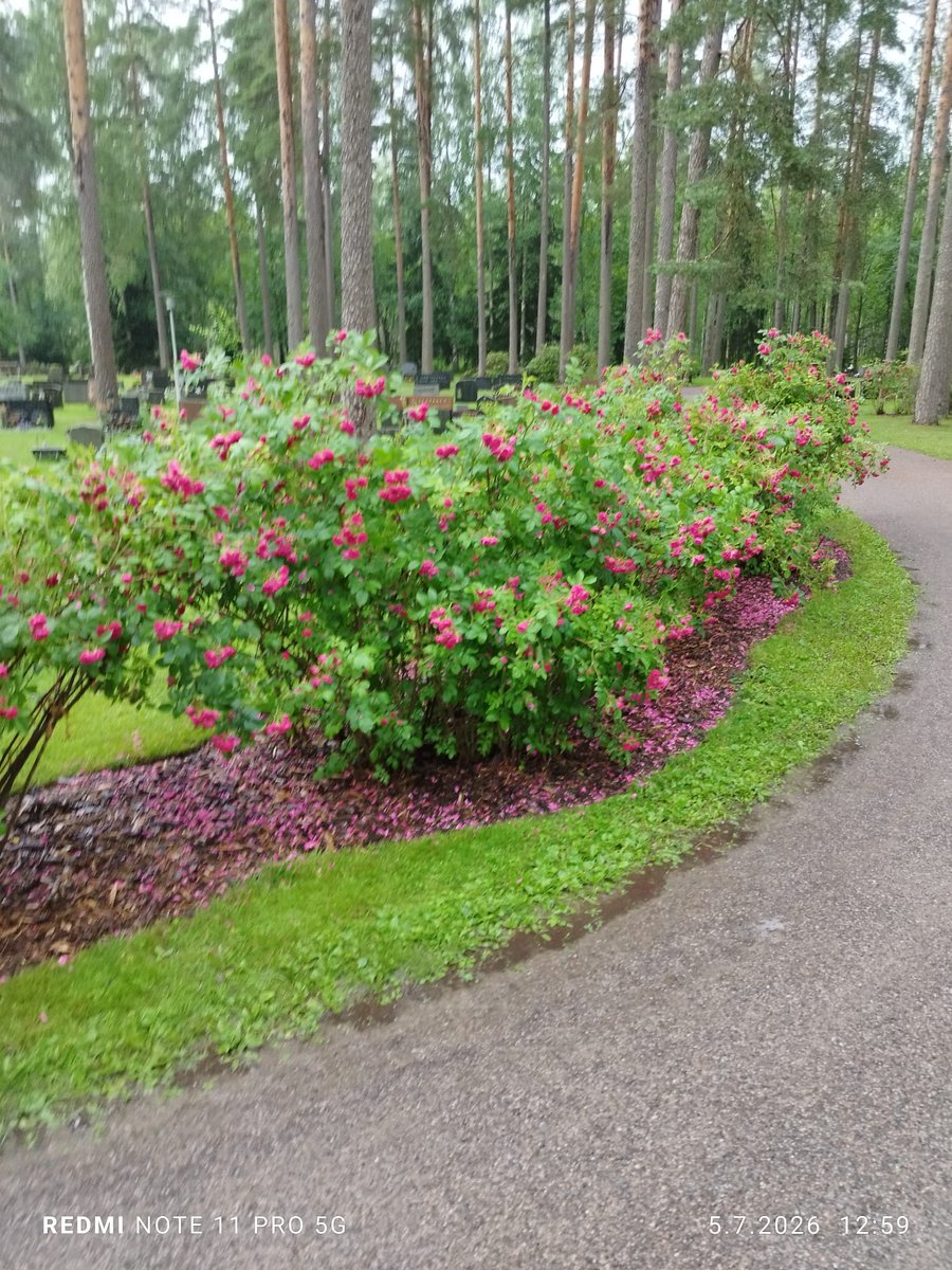 Lentsu_'s tweet photo. Tänään käytiin Järvenpään hautausmaalla, oli tosi kaunista siellä. Vaikka vettä satoi, ei se haitannut. Vantaalla sataa vettä tasaiseen tahtiin, ei kauheasti tarvitse miettiä mitä tekee. https://t.co/ycfsCotMcB