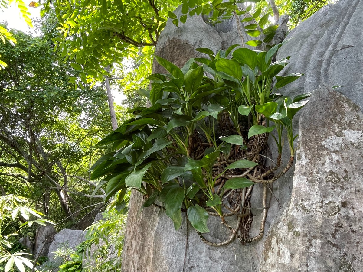 TomokiSANDO's tweet photo. Aglaonema simplex

石灰岩地帯の林下の岸壁に生えていたサトイモ科の植物。長い茎がこの場に生育してからの年月を物語っている。 https://t.co/cDe0FoM4m2