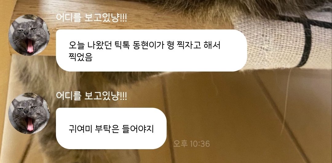 nk__archive's tweet photo. 260705 ㅋㅍㄹ ㅂㅂ 🐱

귀여미 부탁은 들어야지 https://t.co/FhgamtHm07