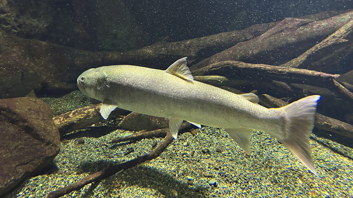 chlamy218907's tweet photo. そしておたる水族館！
昨日に引き続き北海道ならではの展示で楽しいのと異形のイトマキヒトデがやたらいて良いもの見れた https://t.co/WM3w8oOl0G