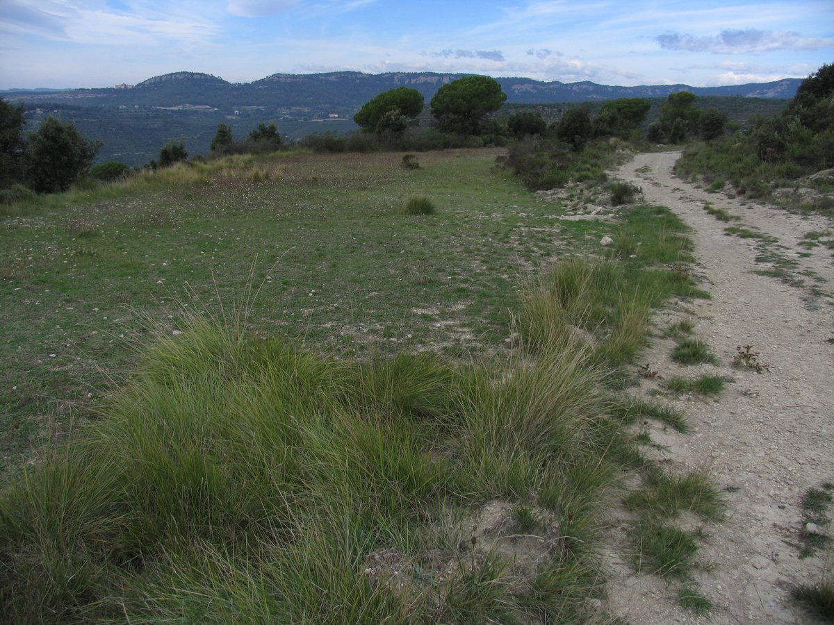 esparverblau's tweet photo. @requenapol El no deixa de sorprendre’m és a partir de quin moment un terreny agrícola deixa de ser-ho. Aquest ja es considera ‘forestal’. https://t.co/0teCaZH0bv