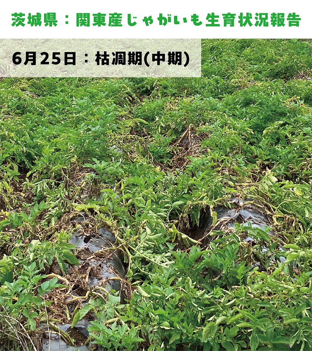 yamayoshiseika's tweet photo. ＜わさビーフ農場🐮じゃがいも🥔経過報告＞
7月5日の茨城県のじゃがいも畑🥔の様子です！枯凋期(ことょうき)を迎え、いよいよ収穫目前でございます！ご覧になった方は「え！？枯れてるけど大丈夫！？」って思われた方も多いかと思いますが、大丈夫です！じゃがいもは花が咲いたら生育最大期を迎え、葉や茎に蓄積していた栄養(デンプン)がじゃがいも🥔の成長に繋がります。あとは急激な暑さにならない事を祈るばかりです。

＜補足＞
✅黄変期：地上部の役目が終え始め、収穫を目前に控える時期（ 1〜3週で収穫を迎える）
✅枯凋期：生育が終了し、表面の皮も十分に硬くなり始め収穫のサイン。保管にも適した状態。