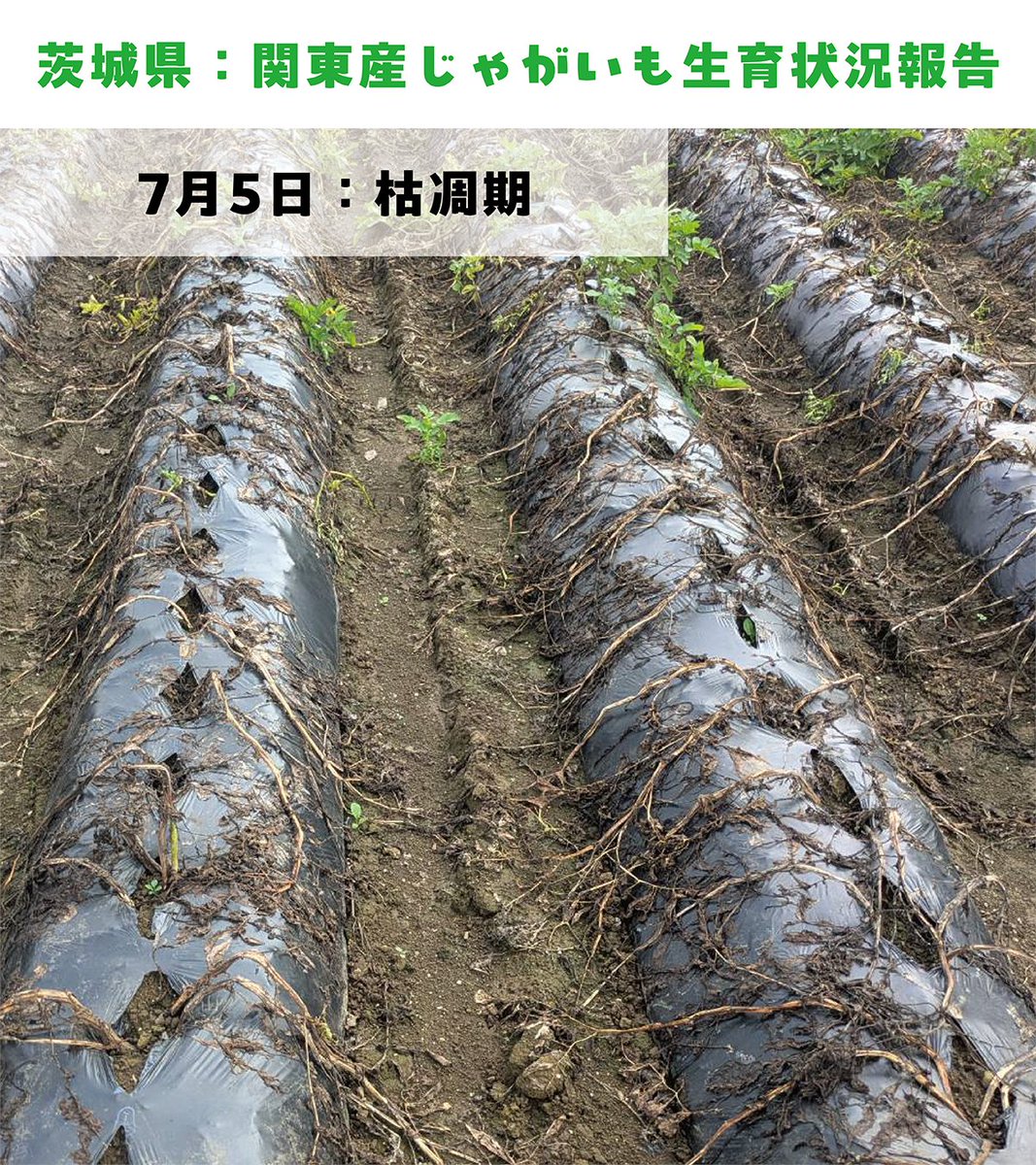 yamayoshiseika's tweet photo. ＜わさビーフ農場🐮じゃがいも🥔経過報告＞
7月5日の茨城県のじゃがいも畑🥔の様子です！枯凋期(ことょうき)を迎え、いよいよ収穫目前でございます！ご覧になった方は「え！？枯れてるけど大丈夫！？」って思われた方も多いかと思いますが、大丈夫です！じゃがいもは花が咲いたら生育最大期を迎え、葉や茎に蓄積していた栄養(デンプン)がじゃがいも🥔の成長に繋がります。あとは急激な暑さにならない事を祈るばかりです。

＜補足＞
✅黄変期：地上部の役目が終え始め、収穫を目前に控える時期（ 1〜3週で収穫を迎える）
✅枯凋期：生育が終了し、表面の皮も十分に硬くなり始め収穫のサイン。保管にも適した状態。