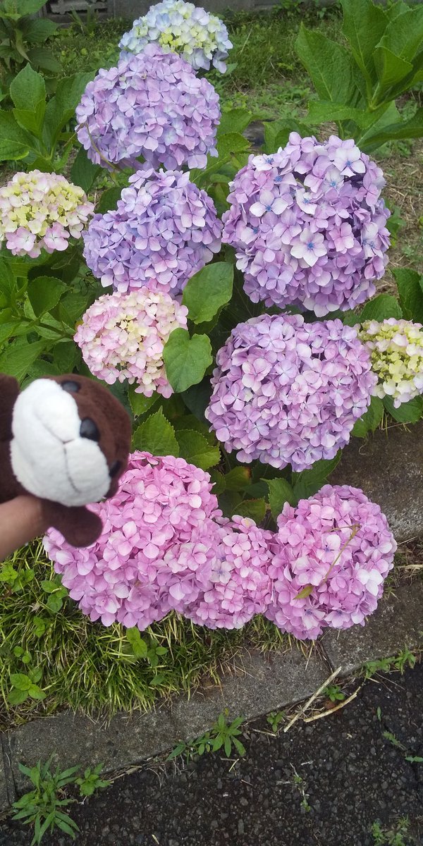 schwein77's tweet photo. #街ぷら
#街ラン
#ランニング
#街ウォーク
#ウォーキング
#紫陽花
#資福寺
#華
#花 https://t.co/Y0vDUcBxBy