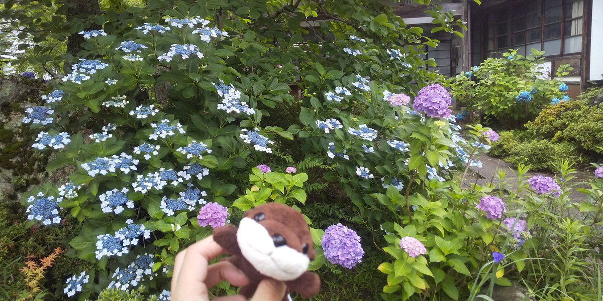 schwein77's tweet photo. #街ぷら
#街ラン
#ランニング
#街ウォーク
#ウォーキング
#紫陽花
#資福寺
#華
#花 https://t.co/mOGx9aUovK