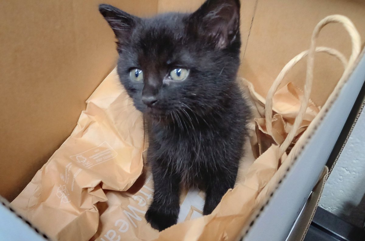 3OIrLdV0MUTkkfR's tweet photo. 歩いて通勤中職場の目の前の歩道でうずくまっていた子猫を保護、交通量の非常に多い国道で帰宅ラッシュ前だった為絶妙なタイミングで通りかかったと思います。肉球が少し擦りむいていたけど大きな怪我もなく抱きかかえて職場の門まで行きました。幸い職場の人が一時的に預かってくれて　続く↓ https://t.co/7PV8F0hc5Q