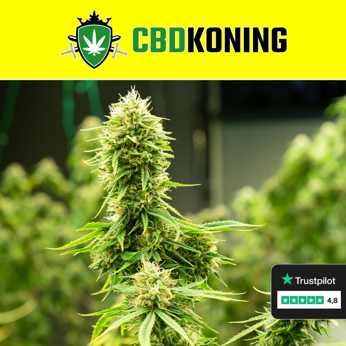 deCBDspecialist's tweet photo. Premium kwaliteit, scherpe prijzen 🌱
Lab-tested producten
Certificaten op aanvraag ✅
Bekijk bio
#DeCanSpecialist #CBDSpecialist #ikvertrek #ajapan
#Almere #Amsterdam #Lifestyle https://t.co/JGCLVEYczH