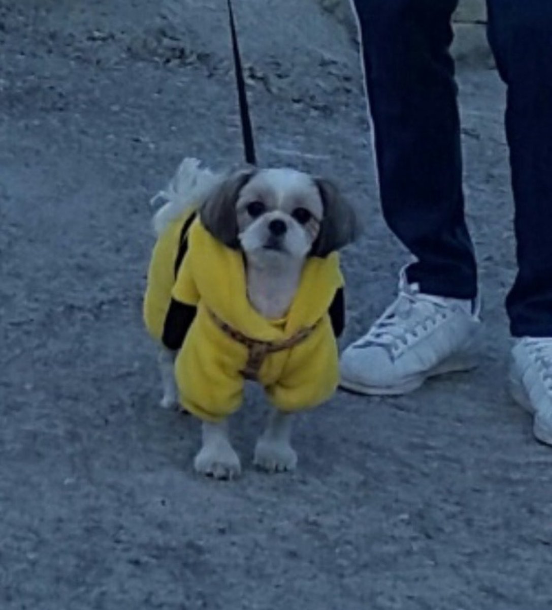 housedog_'s tweet photo. @noin_and_evada 심지어 딱딱한 모래인데도 쫙피고 다니네 이것도 같은 바다인데 기분 ㅈㄴ 안 좋아보이고 발 개 큼 https://t.co/KxwNfkrLP0