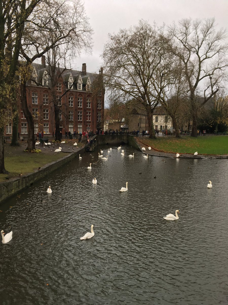 wapple15's tweet photo. Bruges 🇧🇪 #Swanday https://t.co/AE17MUk6TP