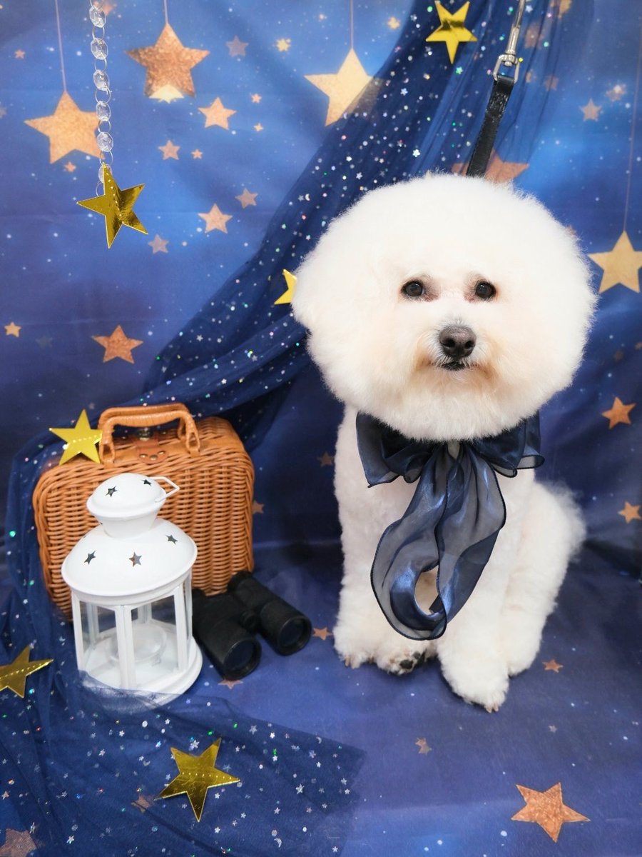 mochimaru1008's tweet photo. 今日は
クイックシャンプーDAY🧴
でしたもち♡

テーマは
夏の星空🌌

スッキリ綺麗に仕上げていただき
ありがとうございもちです♡

🛁 @trimmingsalon.doran 

#トリミング
#和光市
#クイックシャンプー
#ビションフリーゼ https://t.co/FDD2kJnl4s