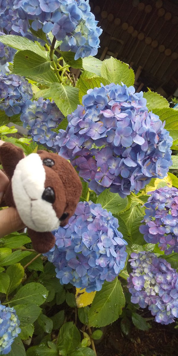 schwein77's tweet photo. #街ぷら
#街ラン
#ランニング
#街ウォーク
#ウォーキング
#紫陽花
#資福寺
#華
#花 https://t.co/JwuFJ6nC55