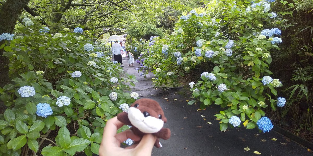 schwein77's tweet photo. #街ぷら
#街ラン
#ランニング
#街ウォーク
#ウォーキング
#紫陽花
#資福寺
#華
#花 https://t.co/JwuFJ6nC55