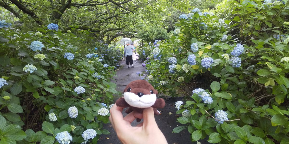 schwein77's tweet photo. #街ぷら
#街ラン
#ランニング
#街ウォーク
#ウォーキング
#紫陽花
#資福寺
#華
#花 https://t.co/JwuFJ6nC55
