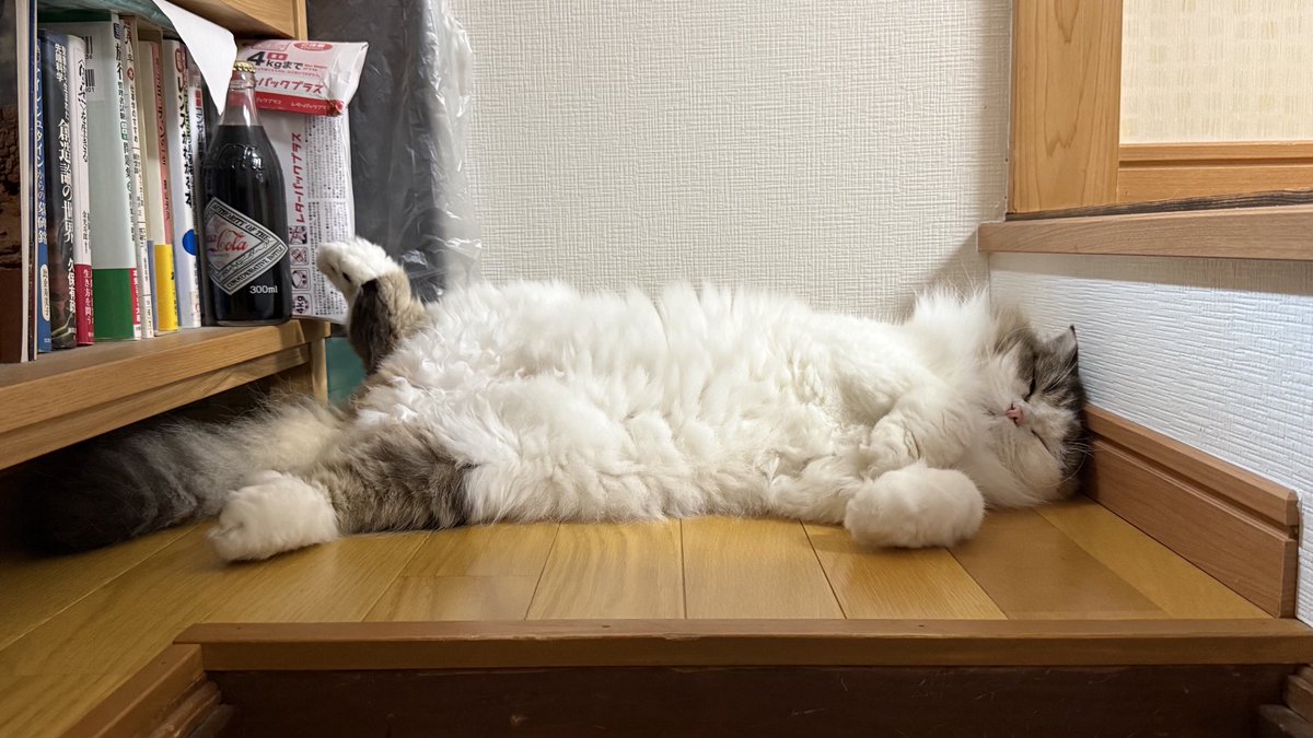 モフモフ業者No1 ノアちゃん！