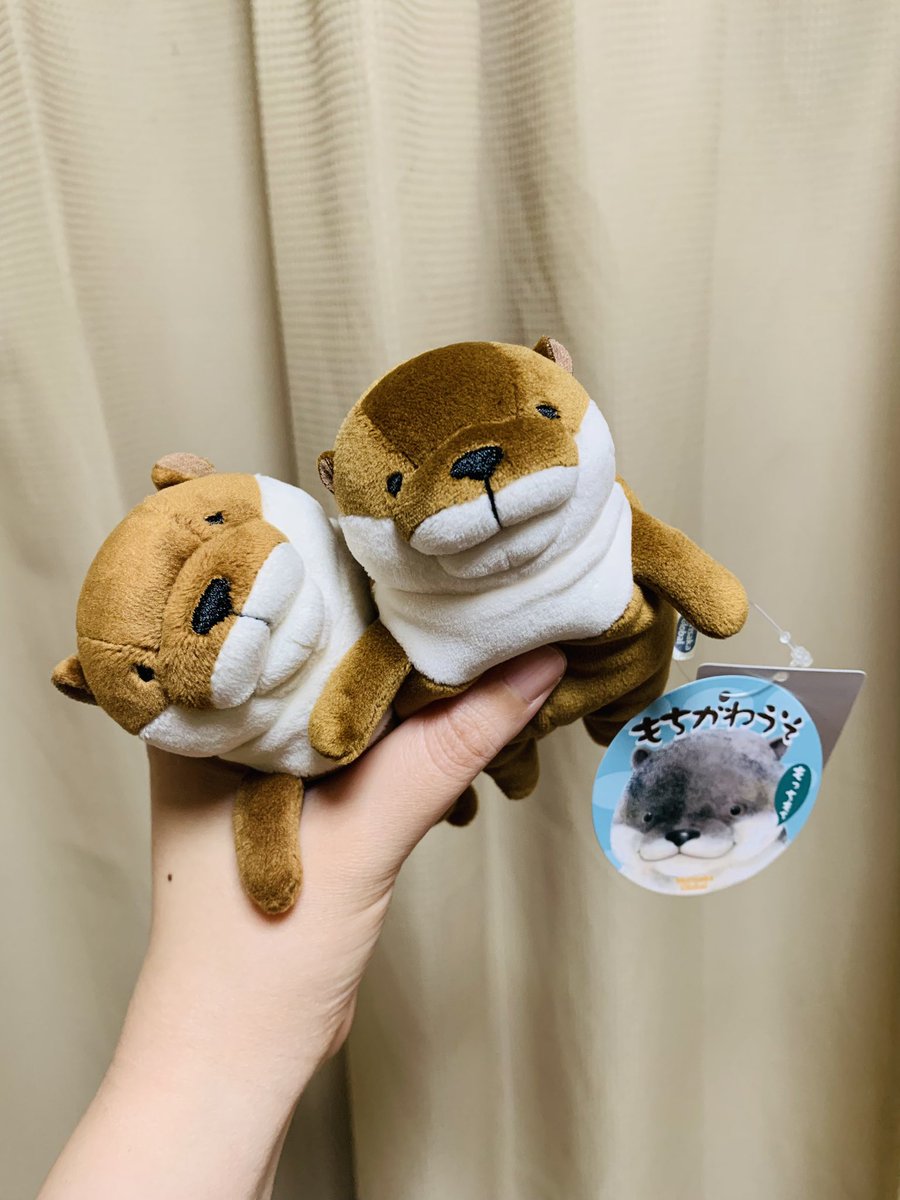 coconut_tunococ's tweet photo. ブラウンのもちかわうそが増えました✨✨

#ぬい撮り
#ぬいぐるみ
#もちかわうそ https://t.co/RJdh2nhMOJ
