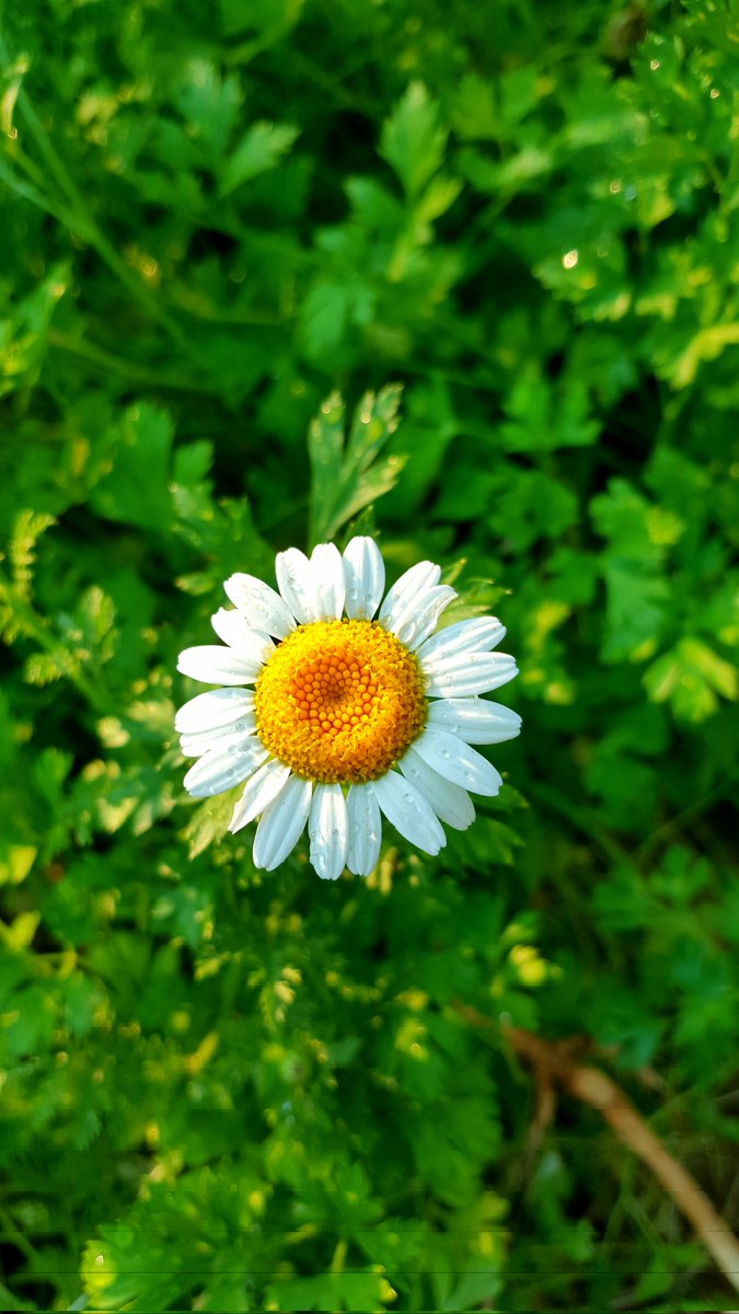 YS13401340's tweet photo. Fazla çabalamak sadece zarar veriyor. 

🌼🌱 https://t.co/1C4fPuHM0P