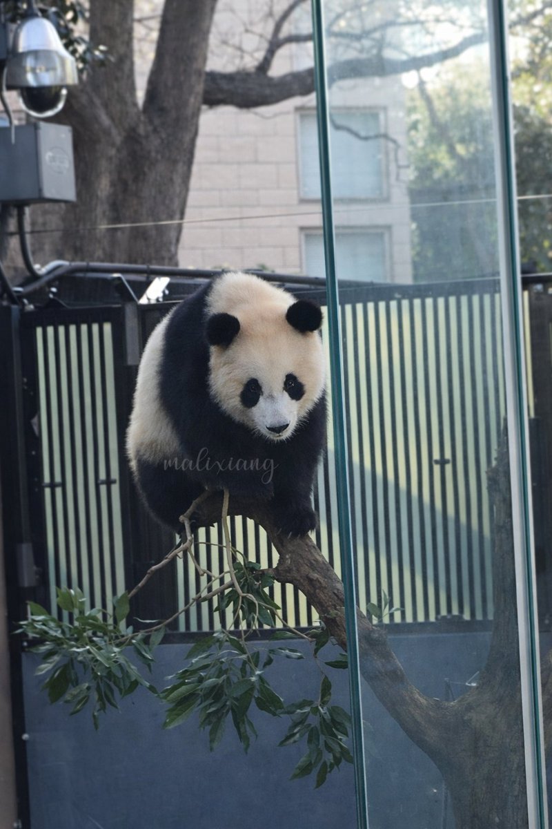 シャンシャン