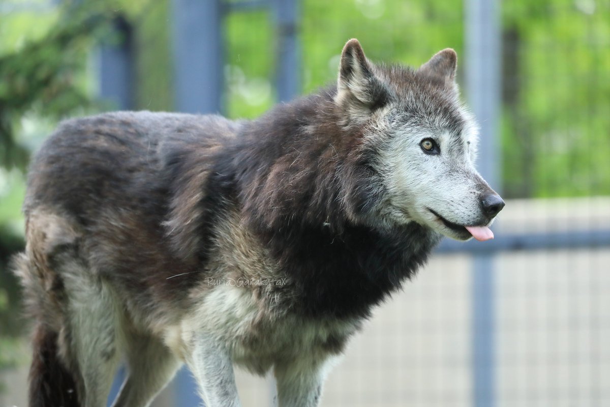 ruri_raphael's tweet photo. 旭山写ん歩
仲良し姉弟と、ペロリ
***
Take a walk at Asahiyama Zoo
Close siblings
***
🐺
🐺
#旭山動物園 #シンリンオオカミ #ワッカ #ノチウ
#asahiyamazoo #easterntimberwolf #wakka #nociw https://t.co/WzGxRZPCOA