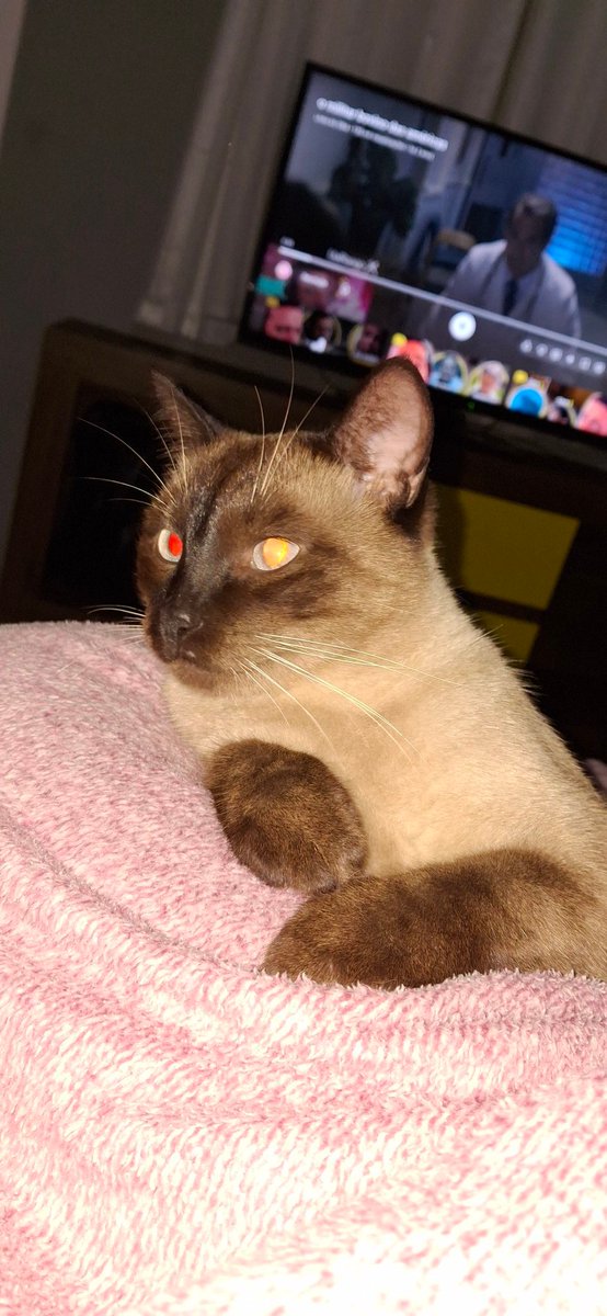 twiterisses's tweet photo. @amarinabarbieri Olá Sushi seja bem vindo, o Sushi aqui de casa te manda um abração 🥰💙💙 https://t.co/tOKkb9cAL2
