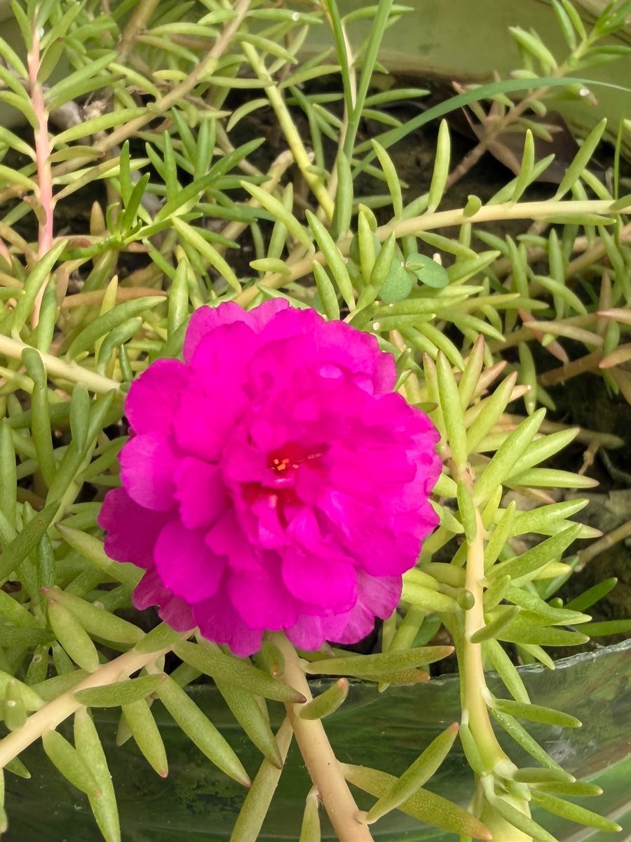 mehrokdeep12's tweet photo. 🌺💐
#beautyofflower https://t.co/kcVCoE8zRb