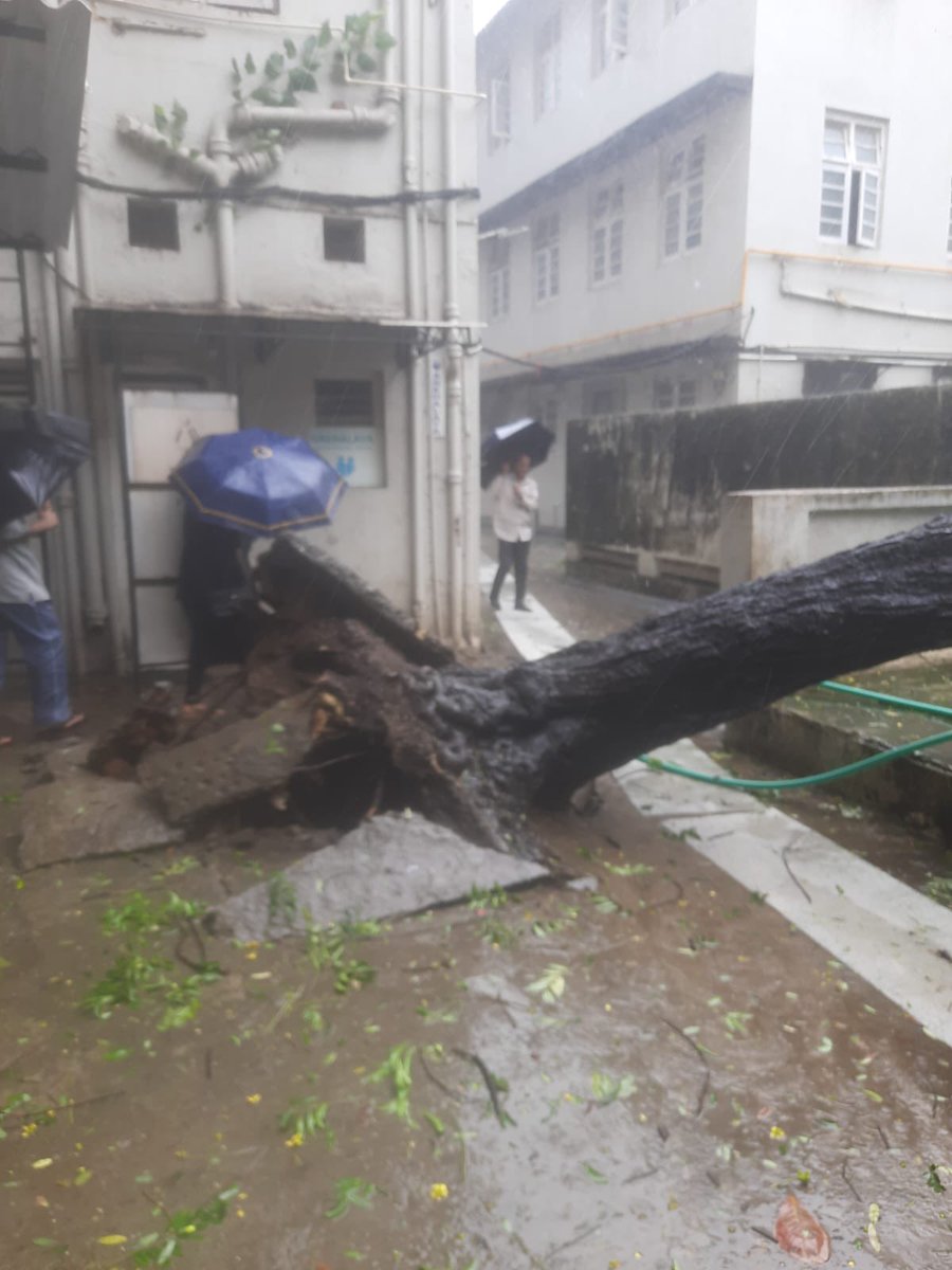 agnelo787's tweet photo. This tree was uprooted today morning at 10:30 , since then calling BMC , Fire at Victoria High School compound , Mahim, LJ Road @MCGM_BMC @MTPHereToHelp @FireMumbai366 @CPMumbaiPolice https://t.co/4tUr52iCR1