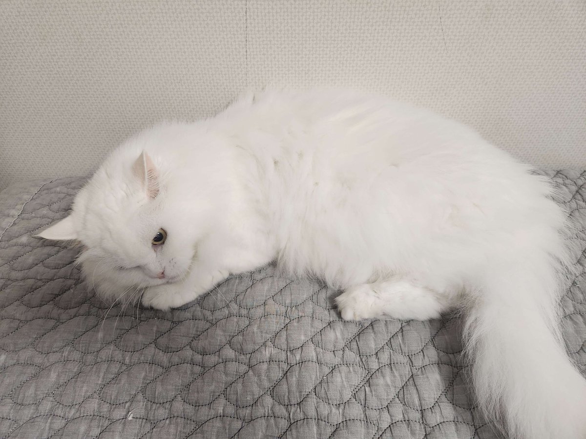 Ruhereu_RHR's tweet photo. [오늘 방송 터진 건에 대하여]
아니, 그게요....
고양이가 갑자기 전선 플러그를 건드렸더니 컴퓨터가 재부팅 되어버렸다니까요?
심지어 재부팅 되고 나서 갑자기 오디오 드라이버도 없어졌다니까요?
(고양이도 자기가 잘못한 건 아는지 카메라 들고 오니까 쫄았음) https://t.co/F2vVhHctUL