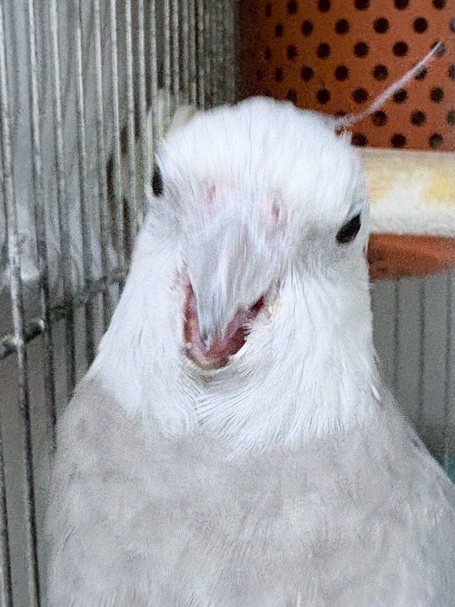 RX24st45's tweet photo. オカメインコに
夜だけどあさのみ食べよ
と話しかけています https://t.co/L8kS714I2t