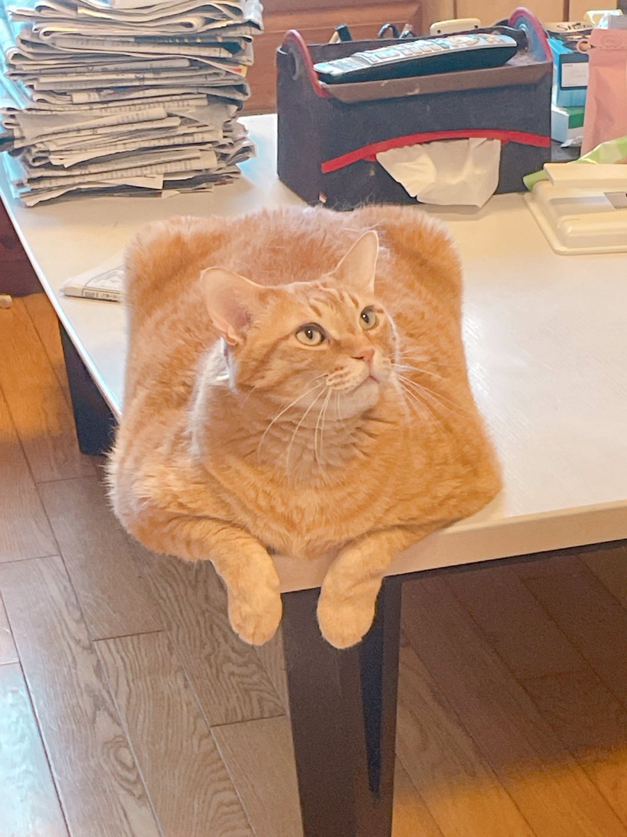 napitter_cat's tweet photo. ティッシュ箱から足生えてるんだよな https://t.co/CHJ06CDJ49