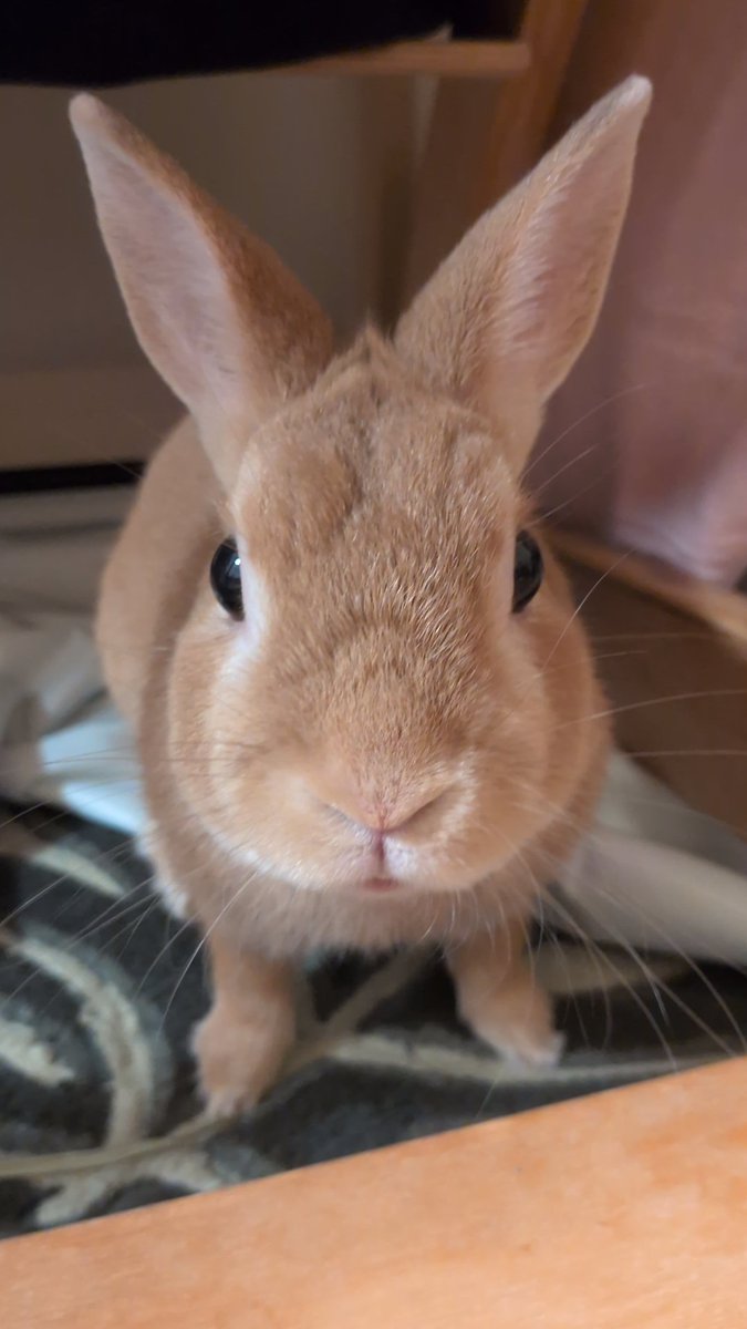 うさぎ