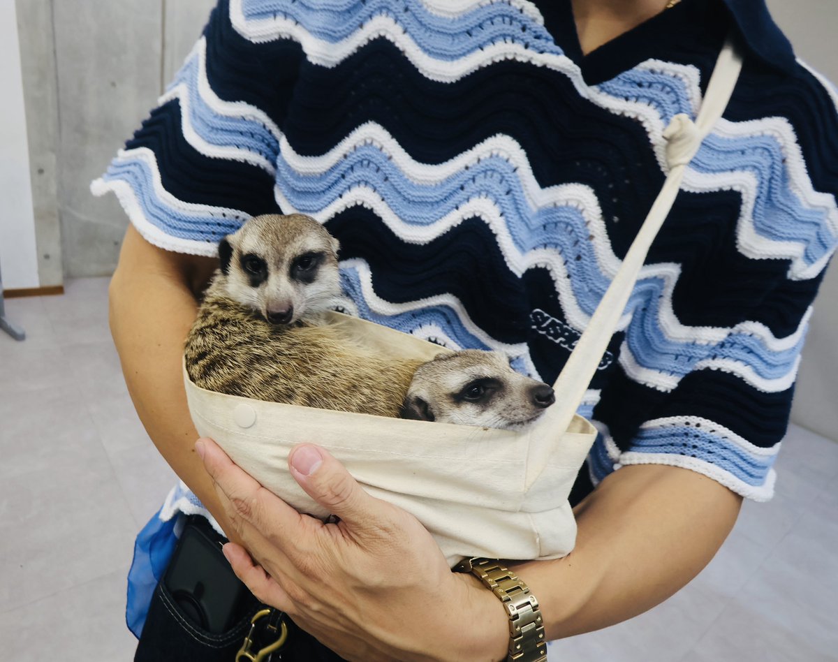 ASOBiMASHOW0828's tweet photo. 👀❤️‍🔥
cute little meerkat...! https://t.co/5yEVy5TOCD