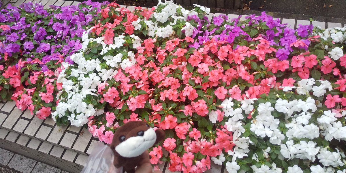 schwein77's tweet photo. 🌺

🌼

#街ぷら
#街ウォーク
#ウォーキング
#紫陽花
#華
#花 https://t.co/1zL8L5ufpL
