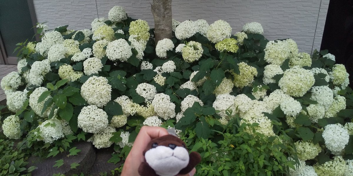 schwein77's tweet photo. 🌺

🌼

#街ぷら
#街ウォーク
#ウォーキング
#紫陽花
#華
#花 https://t.co/1zL8L5ufpL