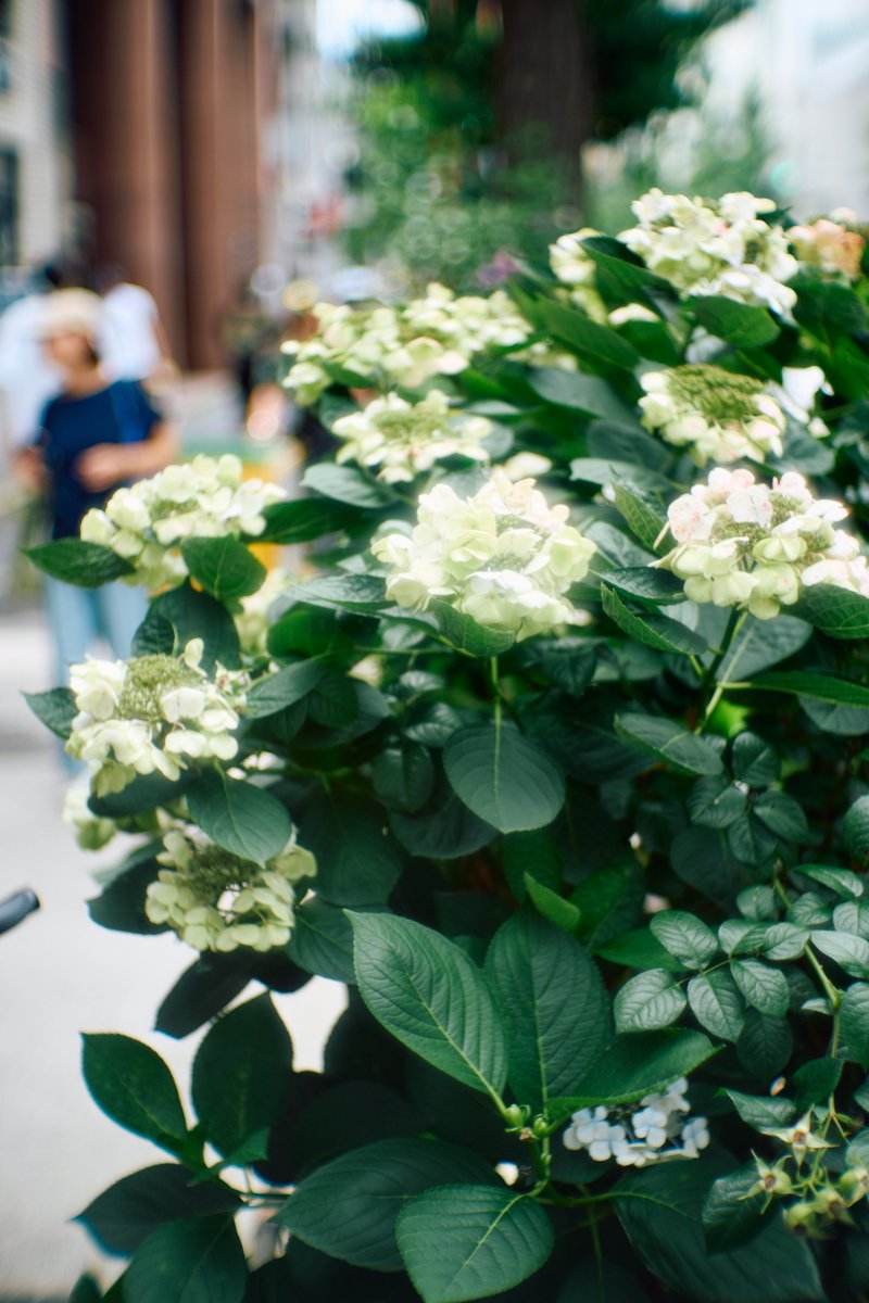 KannistoJuha's tweet photo. Yesterday I walked around Nakameguro &amp; enjoyed shooting with my Sony #A7CII &amp; #MSOptics #Elnomaxim 55/1.2 (using AF adapter LM-EA9). Mostly shot wide open where this lens has very nice soft focus rendering. There were some small moments of sunshine. More: https://t.co/3T5lno2r0U https://t.co/pqSdWBe2uG
