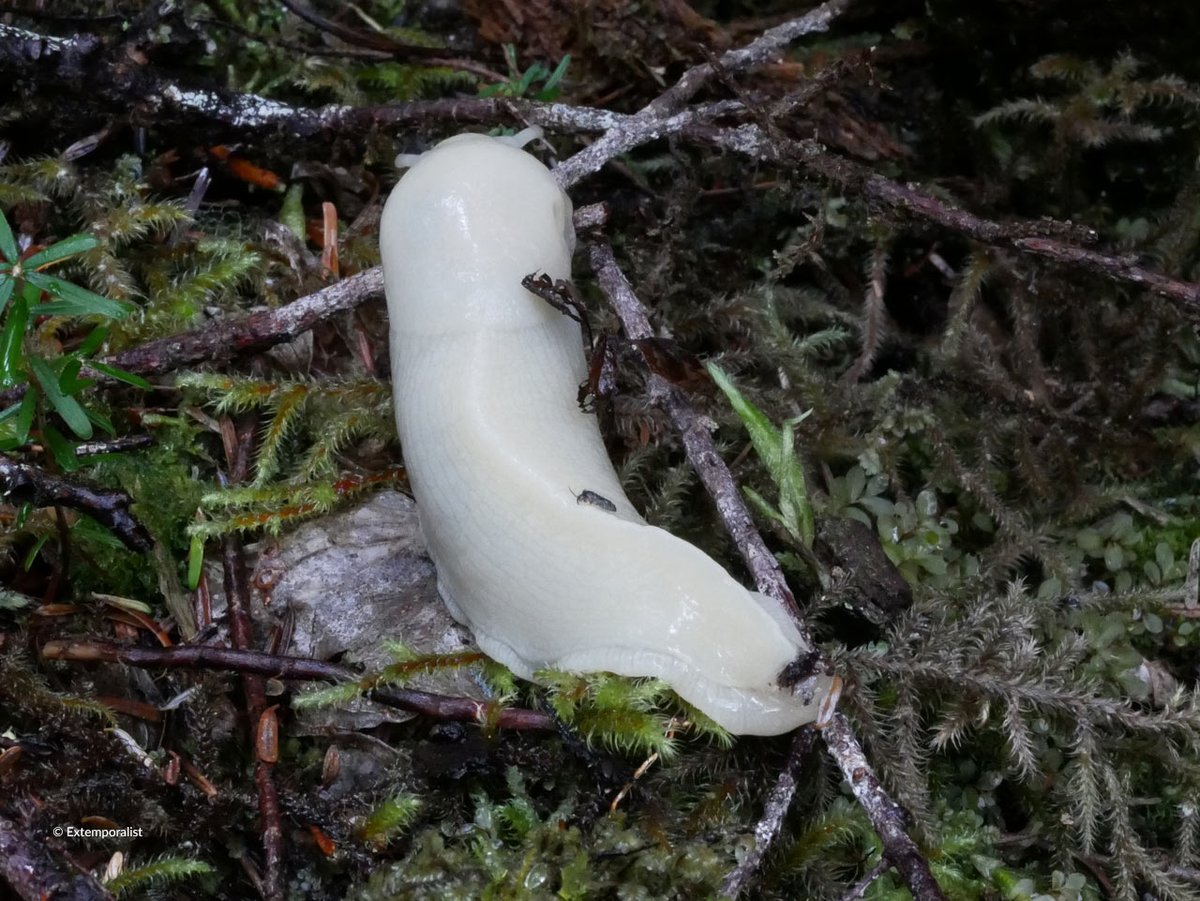 CWF_FCF's tweet photo. 🍌 Ever heard of a banana slug? 

It might look unusual, but this forest floor legend plays a huge role in keeping ecosystems healthy. 

The latest Hinterland Who's Who (@hww_ffdp) video dives into the life of this important decomposer.

➡️ Watch now: https://t.co/8LKNEvX46r https://t.co/cktbrYog0P
