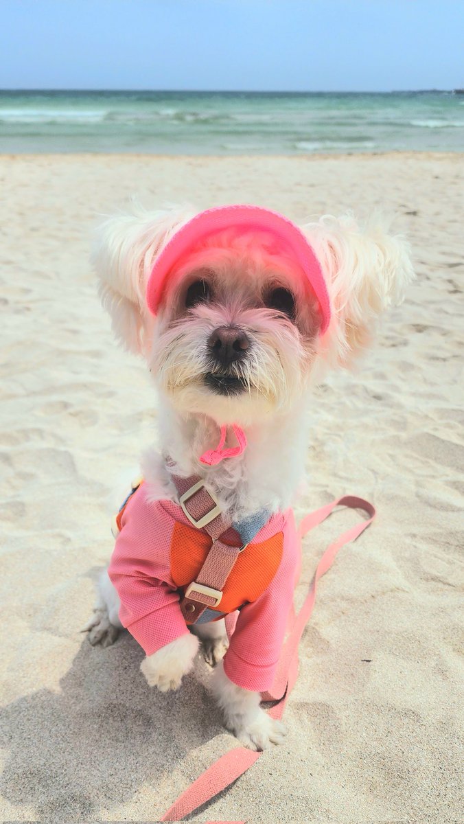 cong_doou_'s tweet photo. 발가사리라는 말이 너무 웃겨서 찾아봄ㅋㅋㅋ 앉아서도 발 바꿔가면서도 발가사리ㅋㅋㅋ https://t.co/eXePPl8Y5K