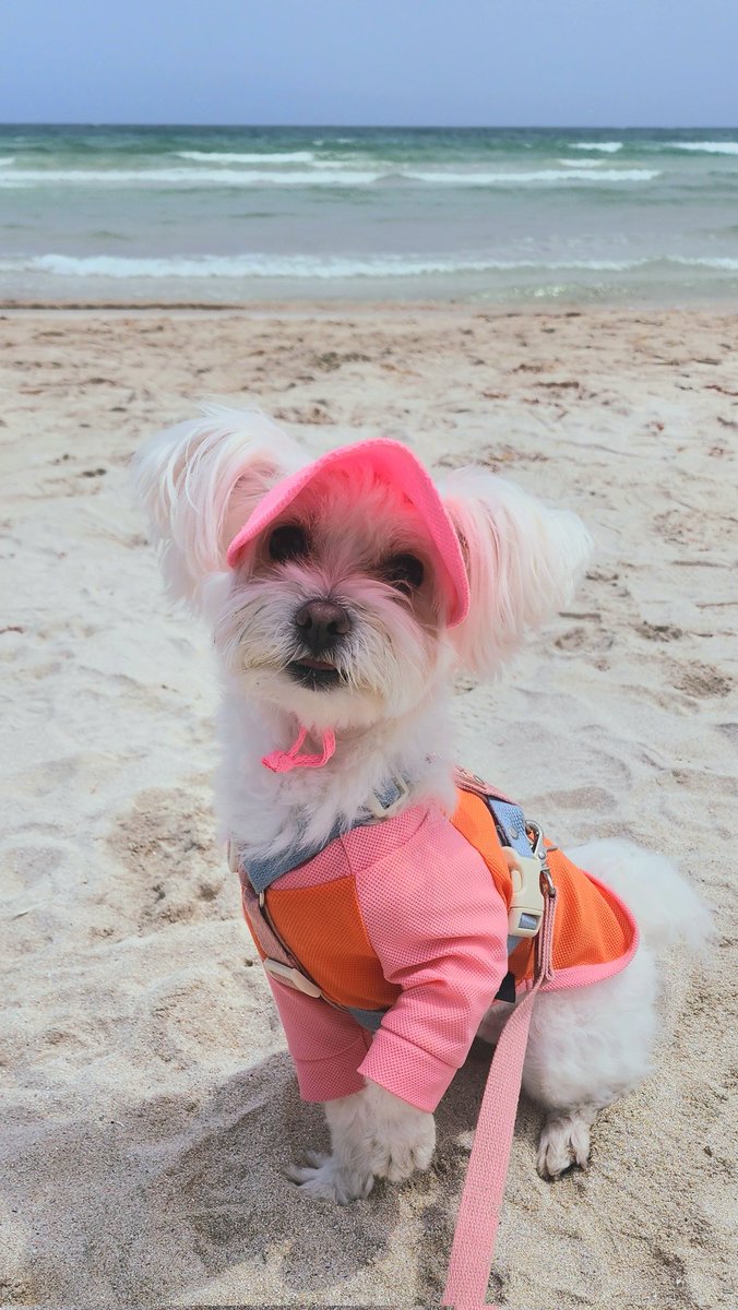 cong_doou_'s tweet photo. 발가사리라는 말이 너무 웃겨서 찾아봄ㅋㅋㅋ 앉아서도 발 바꿔가면서도 발가사리ㅋㅋㅋ https://t.co/eXePPl8Y5K