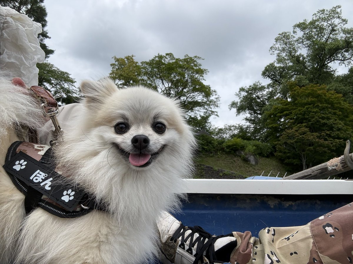 pomenopon's tweet photo. ボートに乗ってきたヨ🚣🐕 https://t.co/oVeq8ezAKg