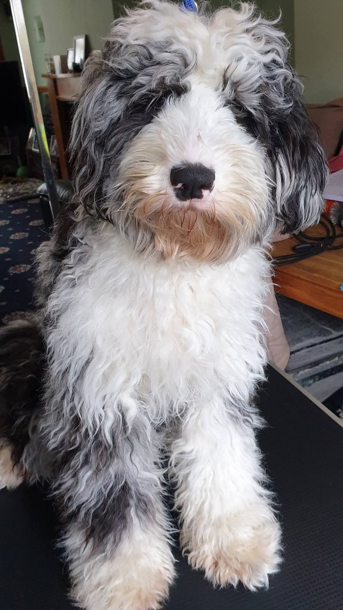 MissingPetsGB's tweet photo. 🐕 10 Months Today
Missing your warm snuggles &amp; wet kisses💔
What has happened to our gorgeous girl Sasha
CAN ANYONE PLEASE HELP

Sasha slipped her collar and bolted after being spooked on Thursday 4 September 2025 from Guide Lane, Guide Bridge, Audenshaw, M34 #stolendoghour https://t.co/yyzOU5VSGM