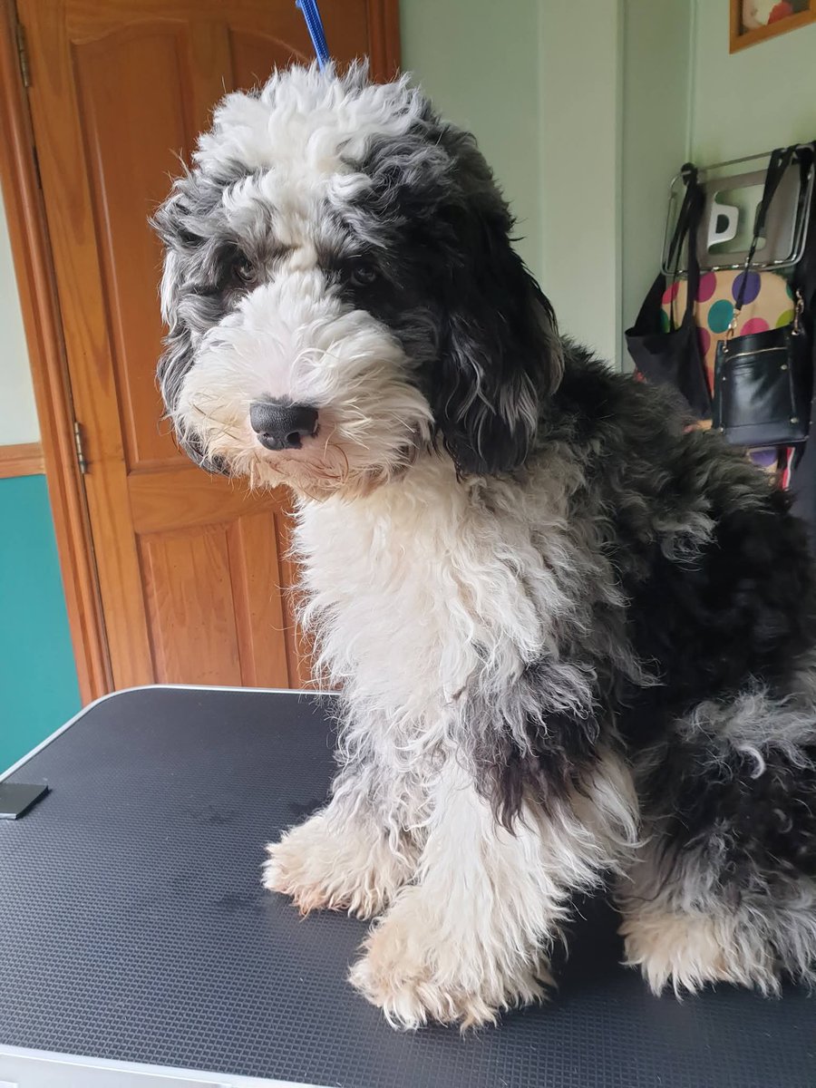 MissingPetsGB's tweet photo. 🐕 10 Months Today
Missing your warm snuggles &amp; wet kisses💔
What has happened to our gorgeous girl Sasha
CAN ANYONE PLEASE HELP

Sasha slipped her collar and bolted after being spooked on Thursday 4 September 2025 from Guide Lane, Guide Bridge, Audenshaw, M34 #stolendoghour https://t.co/yyzOU5VSGM