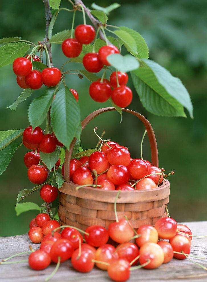 minatake0406's tweet photo. [Just tried the new farm-grown cherry tomatoes—burst with juicy sweetness, zero weird aftertaste. Perfect for quick salads or snacking! ]， https://t.co/T3PjI9n3n2