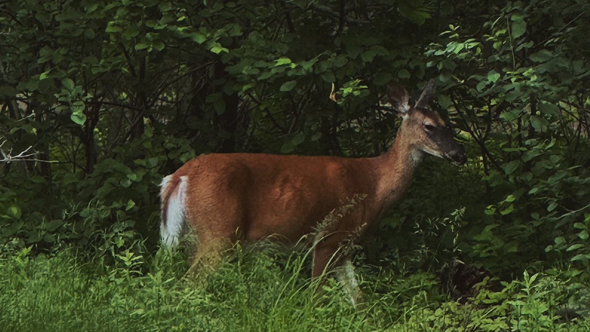 alcheamy's tweet photo. 🦌 https://t.co/N6ewCdCBBU
