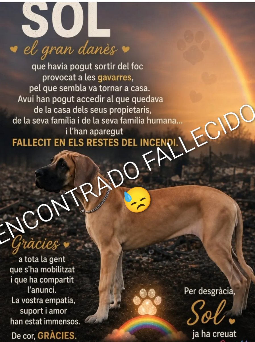 areagossosbdn's tweet photo. ⚠️ ACTUALIZACIÓN ⚠️
 Nos llega una triste noticia, SOL  el gran danès que escapó del incendio de #LesGavarres #Girona, ha sido encontrado fallecido, como consecuencia del incendio.
El perro regresó a la casa y eso fue su fatalidad.
Nuestro más sentido pésame a la familia.
🌈 🐶 https://t.co/ixIoNG8dTE