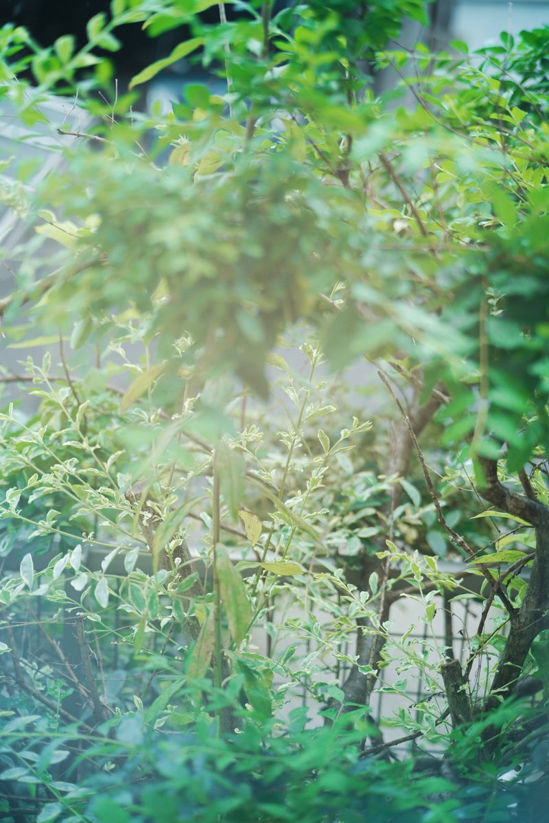 _srpy_'s tweet photo. 土日どちらも雨で遠くまで試し撮りしに行けなかったよ🥲
sigma fp
TTartisan 50mm f2 https://t.co/lDUEZaMbph