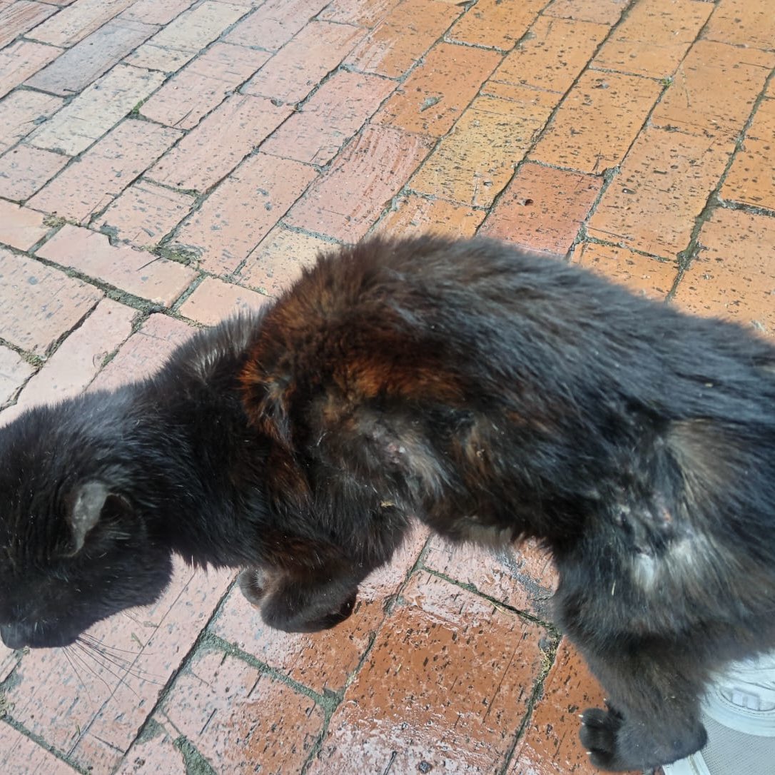 andreanimalidad's tweet photo. Sres @AlcaldiaToca #Tocancipa @arquidiocesisbo Me informan que esta gatica vive en la iglesia de Nuestra Señora de Fátima. Es evidente su pésimo estado de salud ¿Cómo es posible que ni de la alcaldía ni de la iglesia la hayan atendido? Compasión y responsabilidad, Sres.

@ipybac https://t.co/45fV6ApkBX