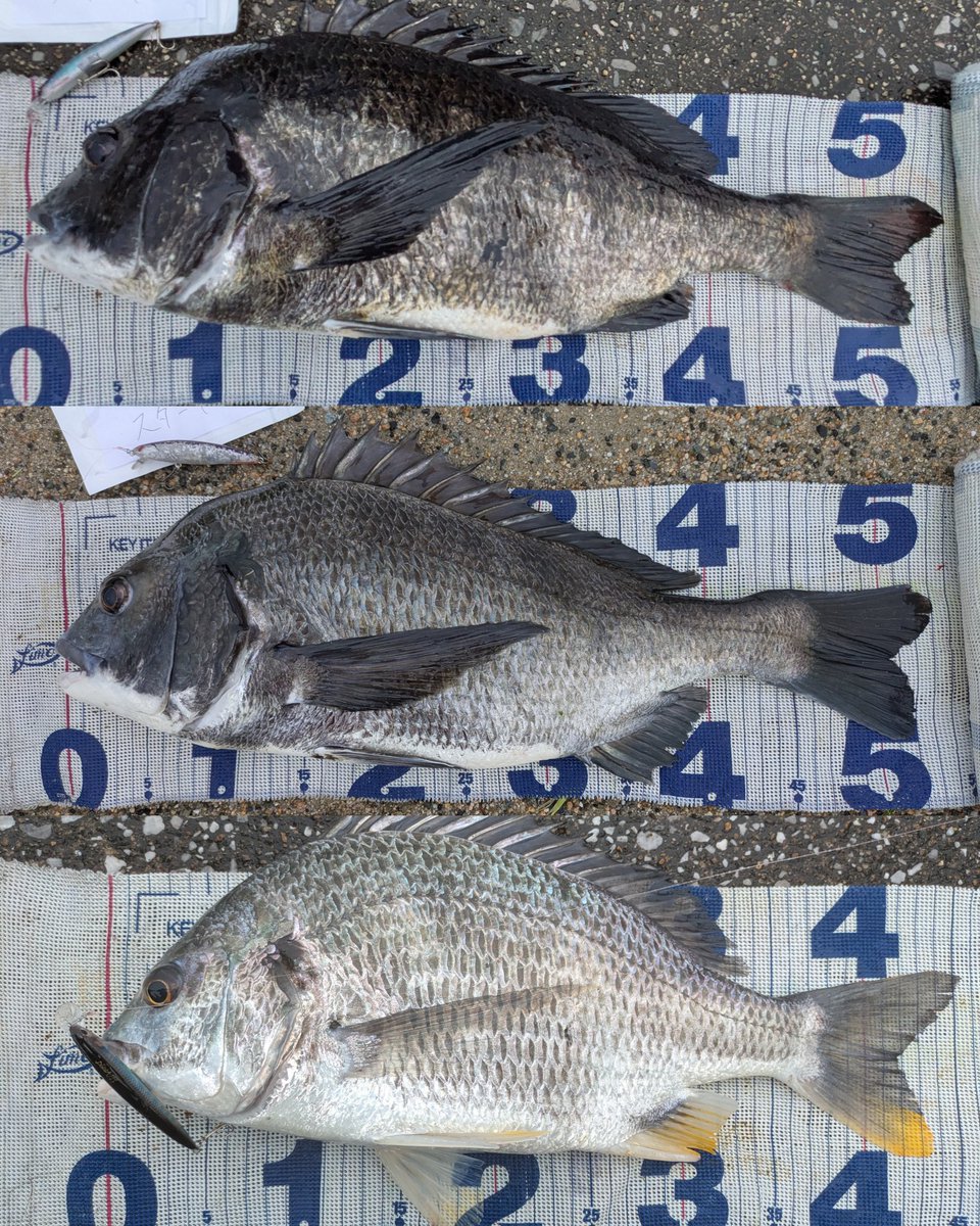 Ohuton_is_god's tweet photo. ユーガッタムコンマジック炸裂♨
最初昼過ぎに大阪河川行ってたけど浮きゴミと雨がキツすぎて釣りにならず、夕方ムコンに来てみたら55、53cm NO AGEに加えてランカーキビレまで🤣笑
雨&amp;夕爆やね〜😆
ツ抜けもできて13キャッチ+芝👍
#Loongze
#シルバーウルフ
#はりよし
#ムコン自己べスト更新
#pr https://t.co/EUp48nGnto